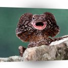 Reptile Frilled Lizard A1 Xlarge Canvas