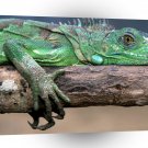 Reptile Green Iguana A1 Xlarge Canvas