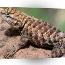 Reptile Lizard On The Rocks A1 Xlarge Canvas