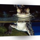 Reptile More Than Meets The Eye Spectacled A1 Xlarge Canvas