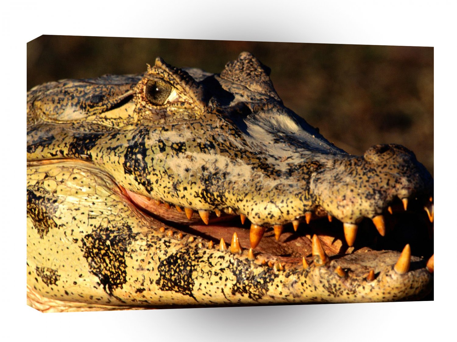 Reptile My What Big Teeth You Have A1 Xlarge Canvas