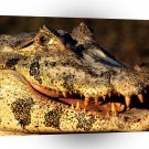 Reptile My What Big Teeth You Have A1 Xlarge Canvas