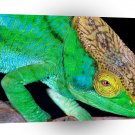 Reptile Parsons Chameleon Madagascar A1 Xlarge Canvas