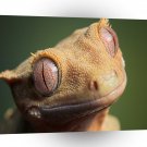 Reptile Yellow A1 Xlarge Canvas