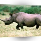 Rhinoceros Double Time Black Rhino A1 Xlarge Canvas