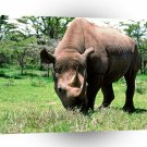 Rhinoceros Grazing Black Rhino A1 Xlarge Canvas