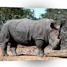 Rhinoceros Great Magnitude White Rhino A1 Xlarge Canvas