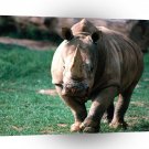 Rhinoceros Ready For The Charge A1 Xlarge Canvas