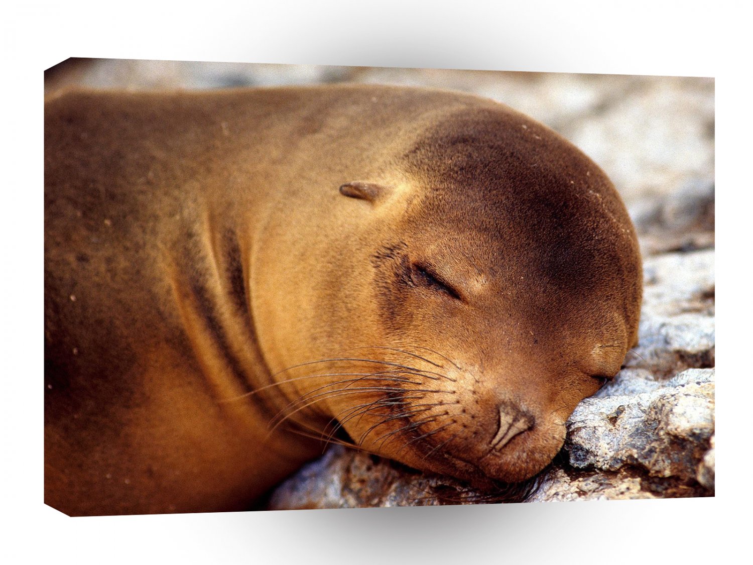 Seal A Soft Pillow A1 Xlarge Canvas