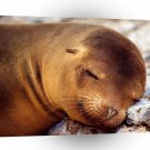 Seal A Soft Pillow A1 Xlarge Canvas