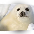 Seal Baby Harp Magdalen Islands Quebec A1 Xlarge Canvas