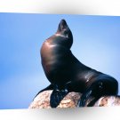 Seal Basking California Sea Lion A1 Xlarge Canvas