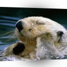 Seal Bath Time Sea Otter A1 Xlarge Canvas