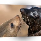 Seal Cape Fur Cape Cross Namibia Africa A1 Xlarge Canvas