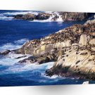 Seal Coastal Sea Lions Valparaiso Chile A1 Xlarge Canvas