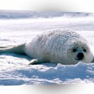 Seal Content Harp A1 Xlarge Canvas