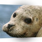 Seal Harbor A1 Xlarge Canvas