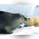 Seal Harp Kissy Kissy A1 Xlarge Canvas