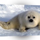 Seal Harp Pup Arctic Ocean A1 Xlarge Canvas