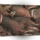 Seal Lounging Walruses Territory Canada A1 Xlarge Canvas