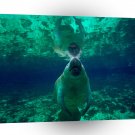 Seal Manatee Florida A1 Xlarge Canvas