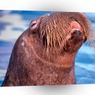 Seal Pacific Walrus Chukchi Sea A1 Xlarge Canvas