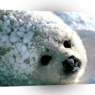 Seal Pleading Eyes Harp A1 Xlarge Canvas