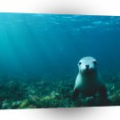 Seal Sea Lion Encounter A1 Xlarge Canvas