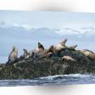 Seal Sea Lions Alaska A1 Xlarge Canvas