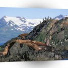 Seal Sea Lions Gulls And Alaska A1 Xlarge Canvas