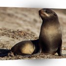 Seal Soakingsun Channel Islands A1 Xlarge Canvas