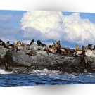 Seal Sun Bathing Sea Lions Alaska A1 Xlarge Canvas