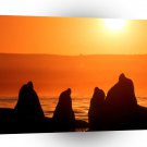 Seal Sunset Bark California A1 Xlarge Canvas