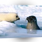Seal The Water Fine Harp A1 Xlarge Canvas