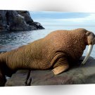 Seal Walrus Bull A1 Xlarge Canvas