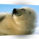 Seal Wanna Cuddle Harp A1 Xlarge Canvas