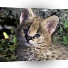 Serval African Kitten Smiles A1 Xlarge Canvas