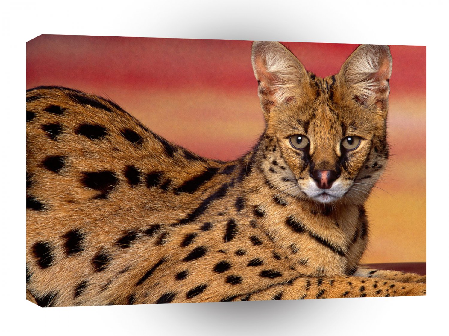 Serval On A Pose A1 Xlarge Canvas