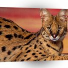 Serval On A Pose A1 Xlarge Canvas