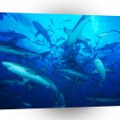 Shark Feeding Frenzy Bahamas A1 Xlarge Canvas
