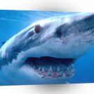 Shark Great White Gulf Australia A1 Xlarge Canvas