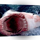Shark Great White South Africa A1 Xlarge Canvas