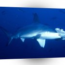 Shark Hammerhead Costa Rica A1 Xlarge Canvas