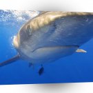 Shark Oceanic White Tip Hawaii A1 Xlarge Canvas