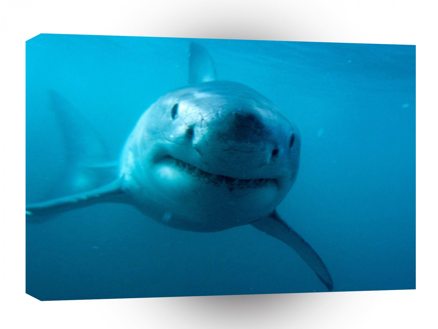 Shark Predator Great White A1 Xlarge Canvas