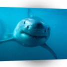 Shark Predator Great White A1 Xlarge Canvas