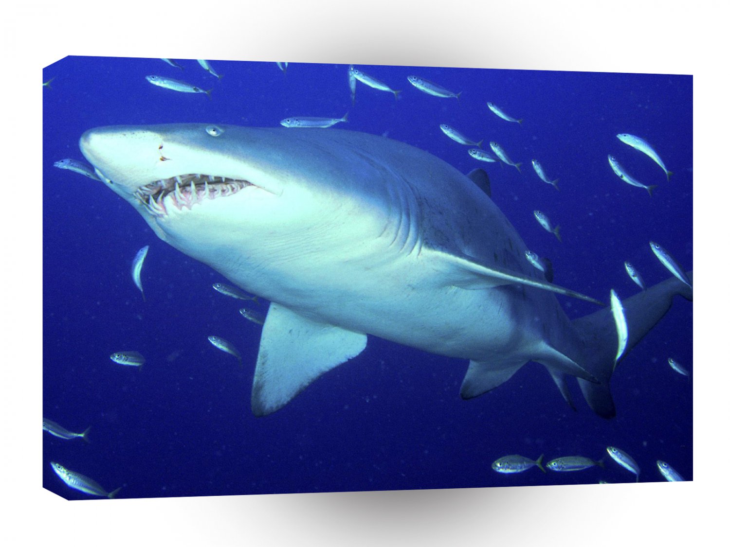 Shark Predator Sand Tiger A1 Xlarge Canvas