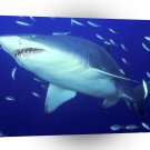 Shark Predator Sand Tiger A1 Xlarge Canvas