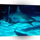 Shark The Prowl A1 Xlarge Canvas