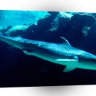 Shark Tiger Bahamas A1 Xlarge Canvas